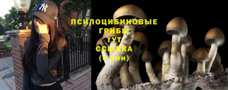 Галлюциногенные грибы Cubensis  где можно купить наркотик  Злынка 